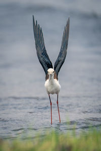 Bird flying over lake