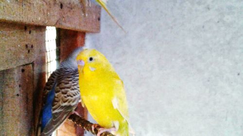 Close-up of parrot perching on yellow leaf