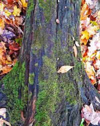 Close-up of tree