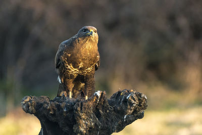 Close-up of bird perching on branch