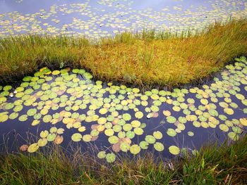 Plants growing on field