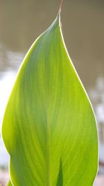 Close-up of green leaves on plant