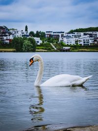 Swan floating on lake