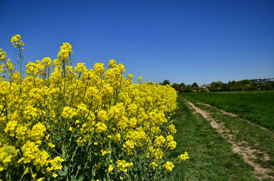 Scenic view of oilseed rape field against clear sky