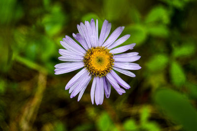 Close-up of purple flower