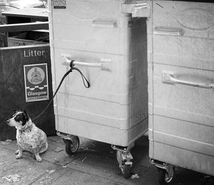 Dog sitting by garbage bin