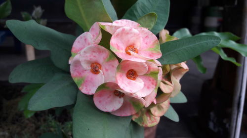 Close-up of pink rose blooming outdoors