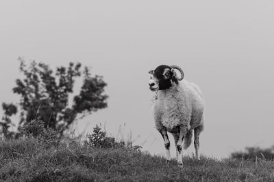 Dog standing on field against clear sky