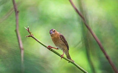 Close-up of bird perching on twig