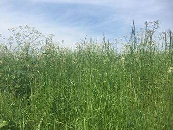 Wheat growing on field against sky