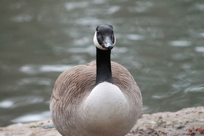 Close-up of duck swimming in lake