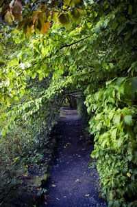 Footpath amidst plants