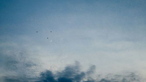 Low angle view of birds flying against sky