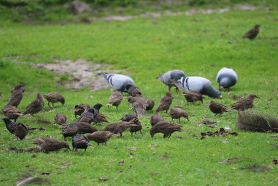 Flock of birds on field