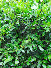 Full frame shot of plants