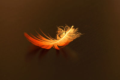 Close-up of illuminated leaf