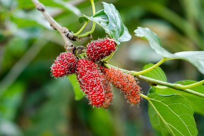 Close-up of red berries on tree