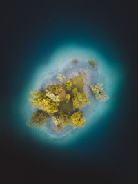 Close-up of plant over sea against blue background