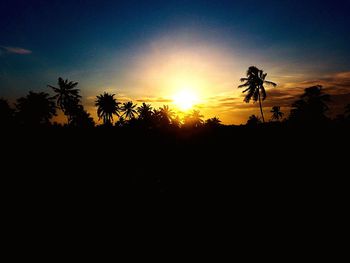 Silhouette of trees at sunset