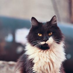 Close-up portrait of a cat