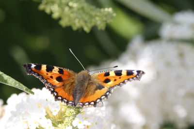 Close-up of butterfly perching on flower