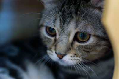 Close-up portrait of a cat