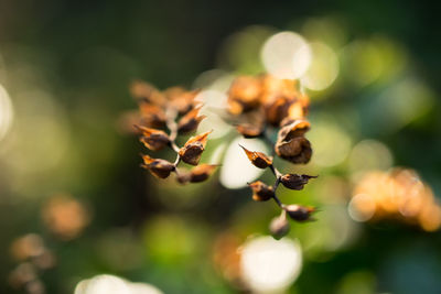 Close-up of plant against blurred background