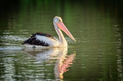 Pelican swimming on river 
