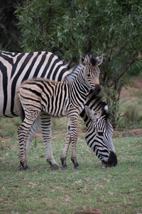 Zebras standing on a land