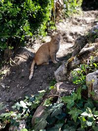 View of a cat in forest
