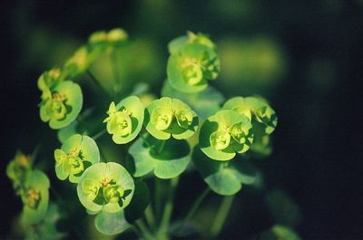 Close-up of flowers blooming outdoors