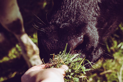 Close-up of hand holding plant