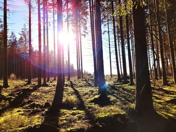 Sunlight streaming through trees in forest