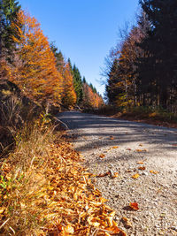 Surface level of road amidst trees during autumn