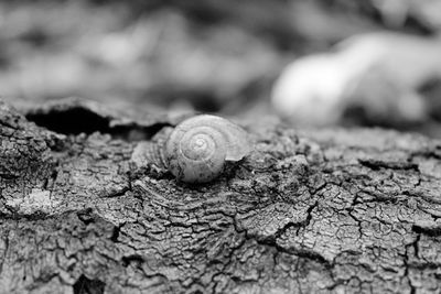 Close-up of snail on wood