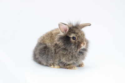 New born rabbit on white background