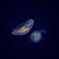 Close-up of jellyfish in water