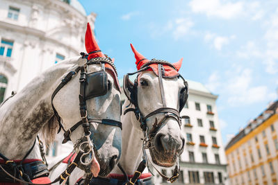 Horse cart in city