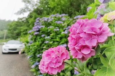 Close-up of pink flowering plants