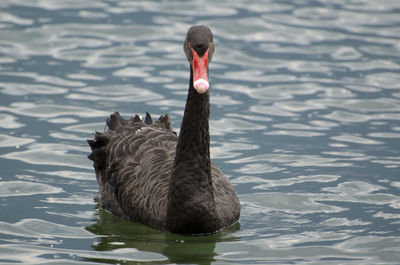 Black swan swimming in lake