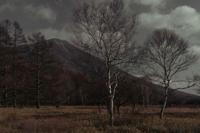 Trees against sky during sunset