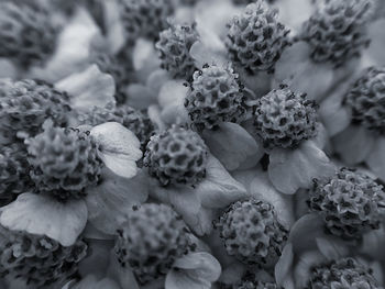 Full frame shot of flowering plants