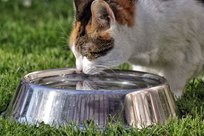 Close-up of cat drinking water from cat bowl in grassy field