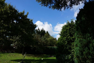 Trees on grassy field