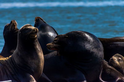 Close-up of sea lions