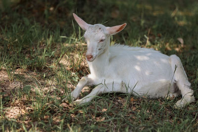 Close-up portrait of white adult goat grassing on green summer meadow field at village countryside