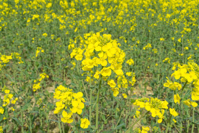 Yellow flowers in field