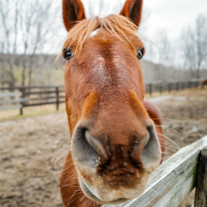 Close-up portrait of horse in ranch