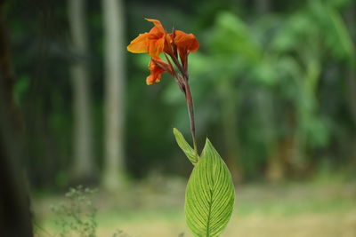 Close-up of red flowering plant