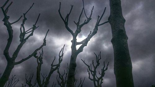 Low angle view of bare trees against sky